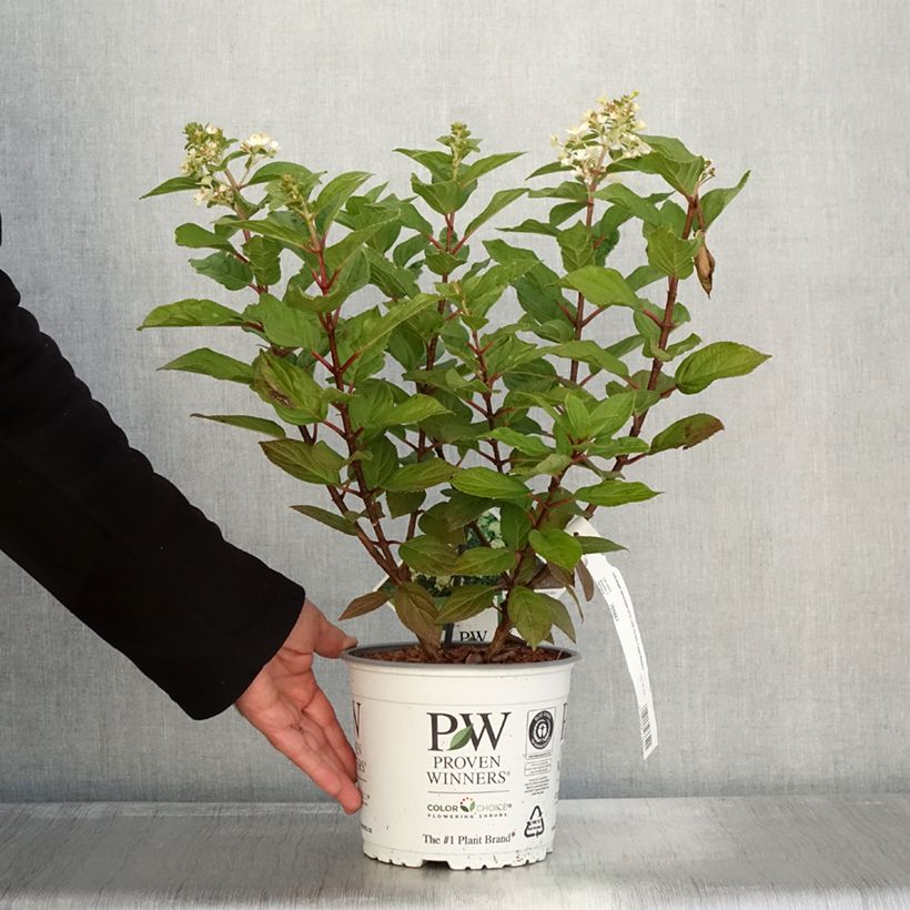 Esemplare di Hydrangea paniculata Little Lime Punch - Ortensia paniculata Vaso da 3L/4L come consegnato in autunno