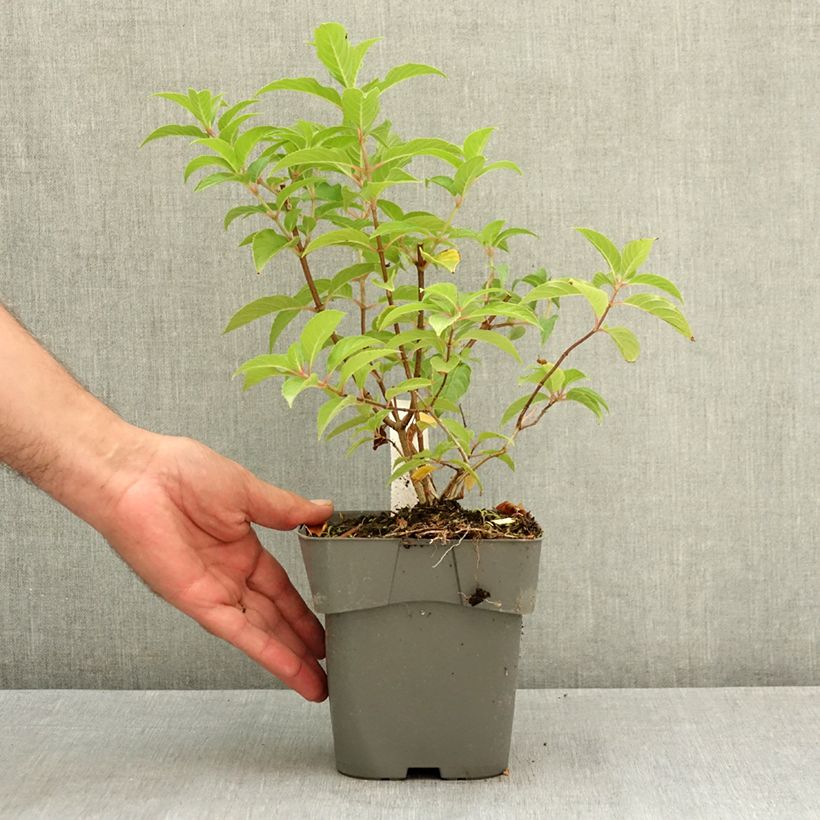 Esemplare di Hydrangea paniculata Living Pink & Rose - Ortensia paniculata Vaso da 2L/3L consegnato in estate