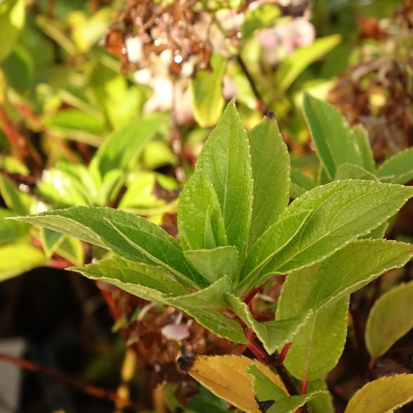 Hydrangea paniculata Mojito - Ortensia paniculata (Fogliame)