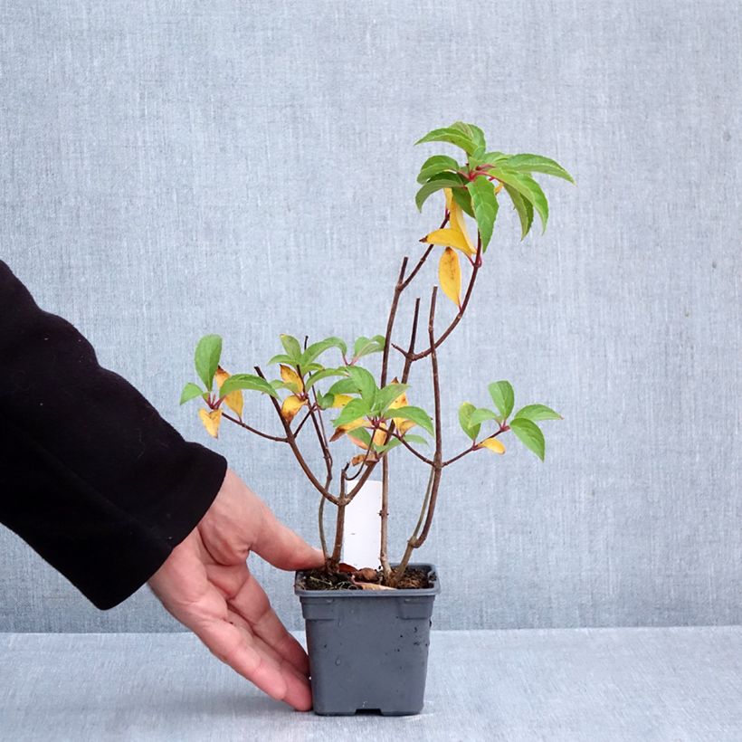 Esemplare di Hydrangea paniculata Mojito - Ortensia paniculata Vasetto da 8/9 cm come consegnato in autunno