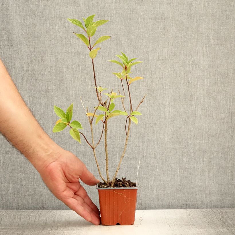Esemplare di Hydrangea paniculata Mojito - Ortensia paniculata Vasetto da 8/9 cm consegnato in estate