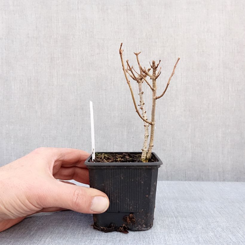 Hydrangea paniculata Mojito - Ortensia paniculata Vasetto da 8/9 cm esemplare consegnato in inverno