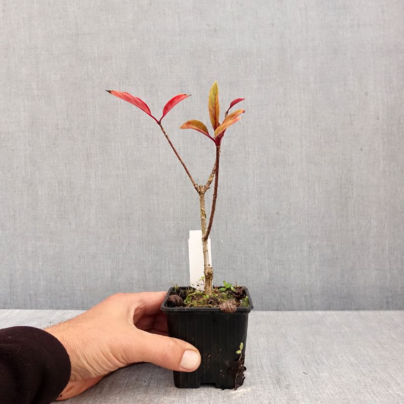 Esemplare di Hydrangea paniculata Pinky Winky - Ortensia paniculata Vasetto da 8/9 cm come consegnato in autunno