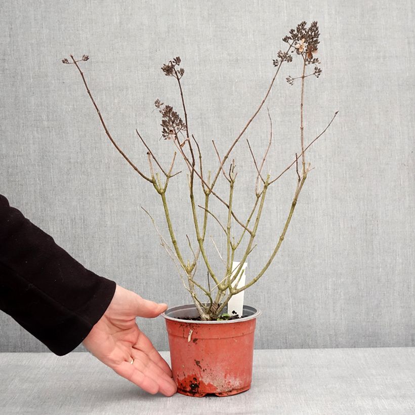 Hydrangea paniculata Pinky Winky - Ortensia paniculata Vasetto da 8/9 cm esemplare consegnato in inverno