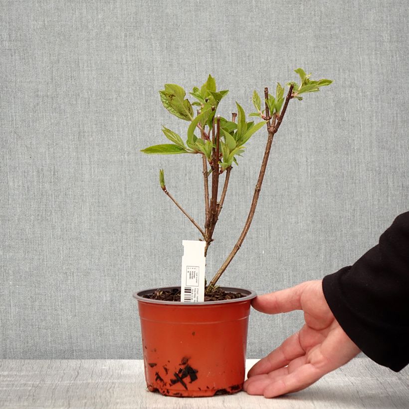 Hydrangea paniculata Pinky Winky - Ortensia paniculata Vasetto da 8/9 cm esemplare consegnato in primavera