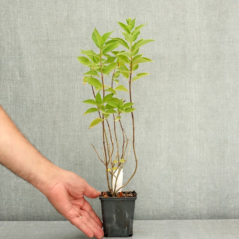 Esemplare di Hydrangea paniculata Pixio - Ortensia paniculata Vaso da Ø 12 cm / 13 cm consegnato in estate