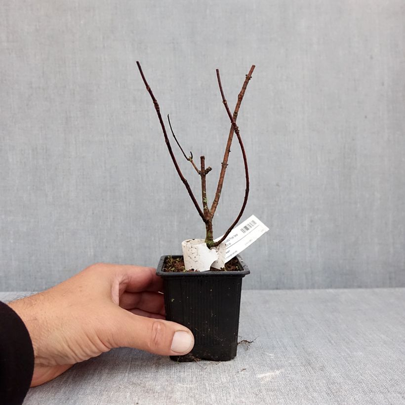 Esemplare di Hydrangea paniculata Polar Bear - Ortensia paniculata Vasetto da 8/9 cm come consegnato in autunno