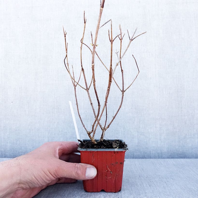 Hydrangea paniculata Polar Bear - Ortensia paniculata Vasetto da 8/9 cm esemplare consegnato in primavera