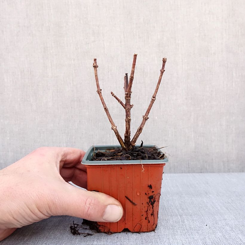 Hydrangea paniculata Switch Ophelia - Ortensia paniculata Vasetto da 8/9 cm esemplare consegnato in inverno