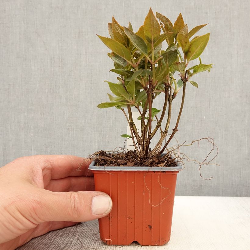 Hydrangea paniculata Switch Ophelia - Ortensia paniculata Vasetto da 8/9 cm esemplare consegnato in primavera