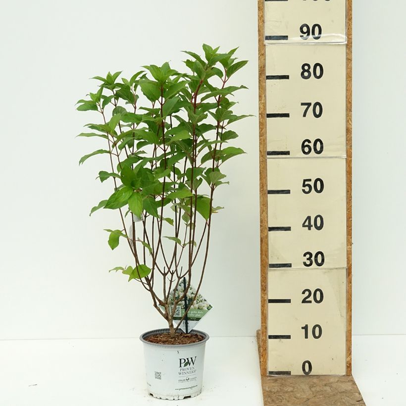 Esemplare di Hydrangea paniculata Quick Fire Fab - Ortensia paniculata Vaso da 3L/4L consegnato in estate