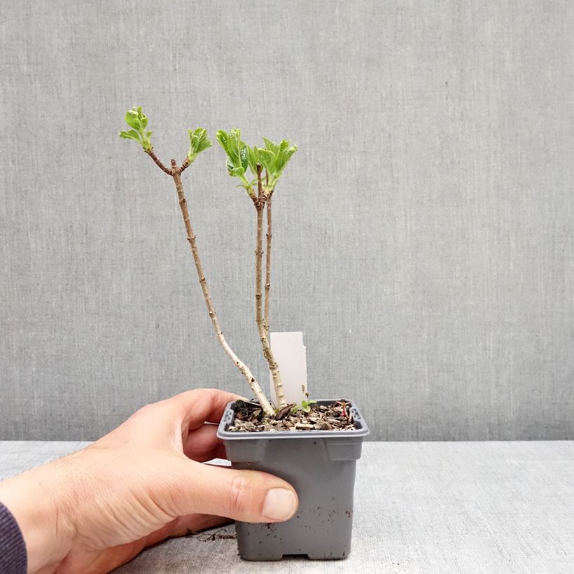 Hydrangea paniculata Silver Dollar - Ortensia paniculata Vasetto da 8/9 cm esemplare consegnato in primavera