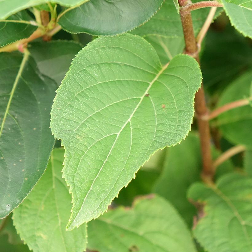 Hydrangea paniculata Silver Dollar - Ortensia paniculata (Fogliame)