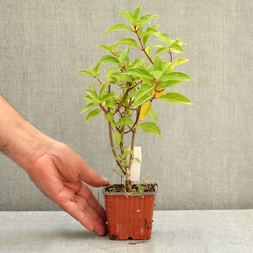 Esemplare di Hydrangea paniculata Skyfall - Ortensia paniculata Vasetto da 8/9 cm consegnato in estate