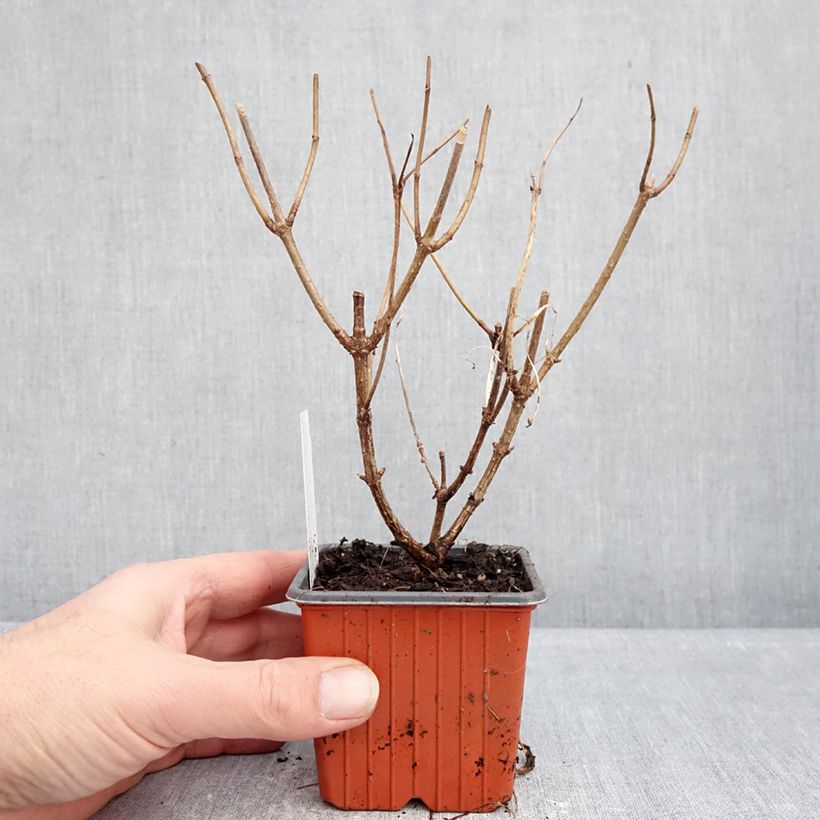 Hydrangea paniculata Skyfall - Ortensia paniculata Vasetto da 8/9 cm esemplare consegnato in inverno
