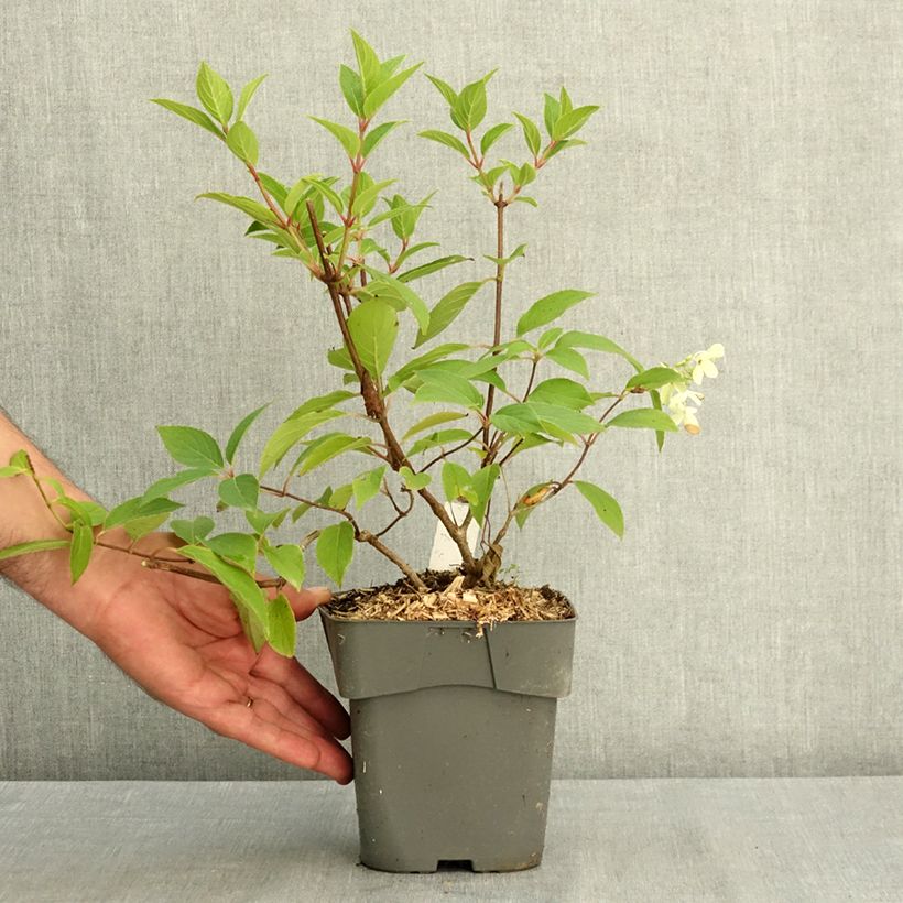Esemplare di Hydrangea paniculata Skyfall - Ortensia paniculata Vaso da 2L/3L consegnato in estate