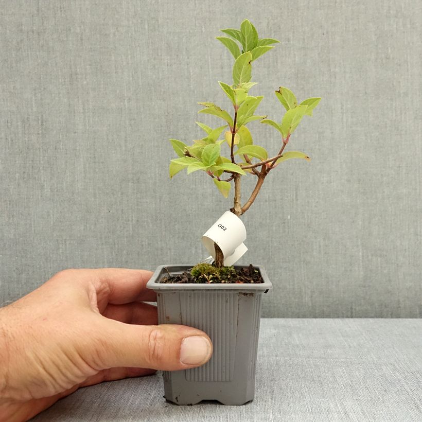 Esemplare di Hydrangea paniculata Sundae Fraise - Ortensia paniculata Vasetto da 8/9 cm consegnato in estate