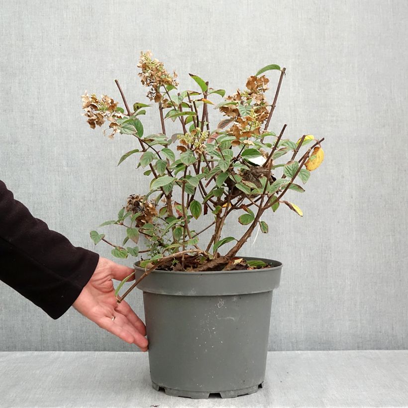 Esemplare di Hydrangea paniculata Sundae Fraise - Ortensia paniculata Vaso da 7,5L/10L come consegnato in autunno