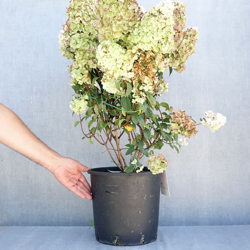 Esemplare di Hydrangea paniculata Sundae Fraise - Ortensia paniculata Vaso da 7,5L/10L consegnato in estate