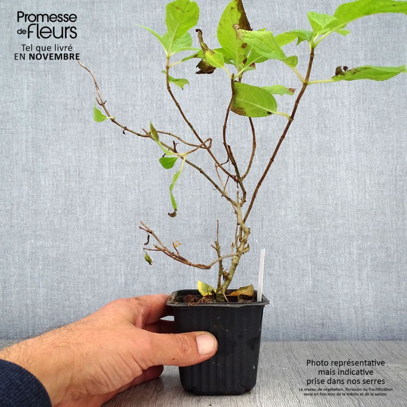 Esemplare di Hydrangea paniculata Sunlight - Ortensia paniculata Vasetto da 8/9 cm come consegnato in autunno