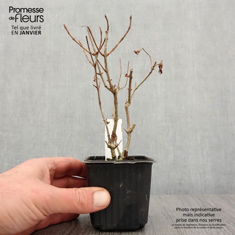 Hydrangea paniculata Sunlight - Ortensia paniculata Vasetto da 8/9 cm esemplare consegnato in inverno