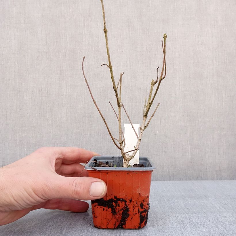 Hydrangea paniculata Tickled Pink - Ortensia paniculata Vasetto da 8/9 cm esemplare consegnato in inverno