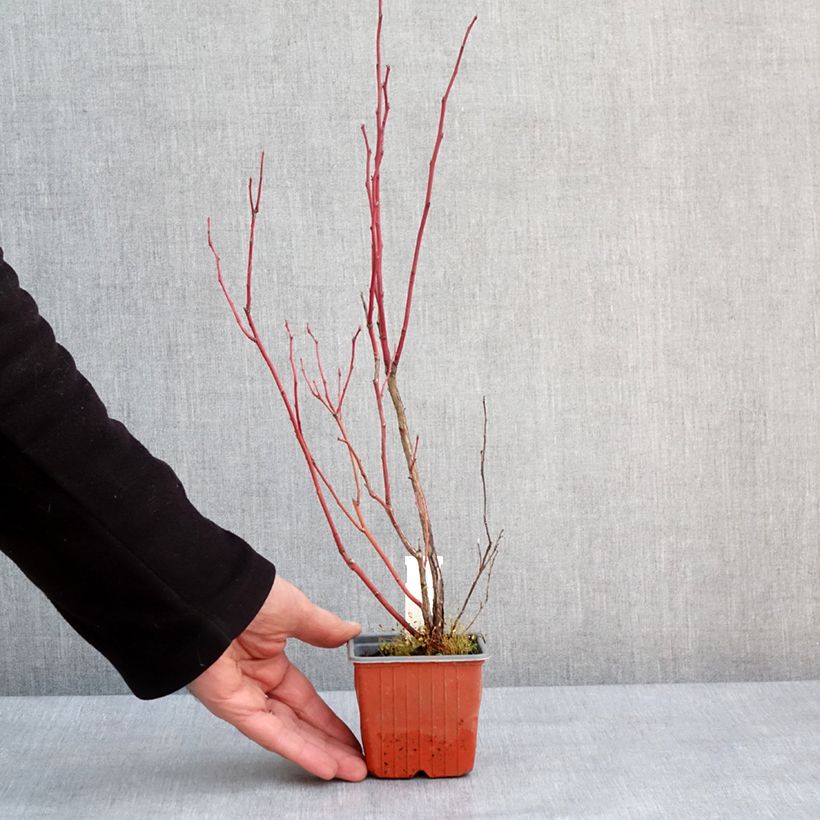 Hydrangea paniculata Unique - Ortensia paniculata Vasetto da 8/9 cm esemplare consegnato in inverno