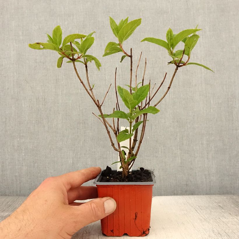 Hydrangea paniculata Unique - Ortensia paniculata Vasetto da 8/9 cm esemplare consegnato in primavera