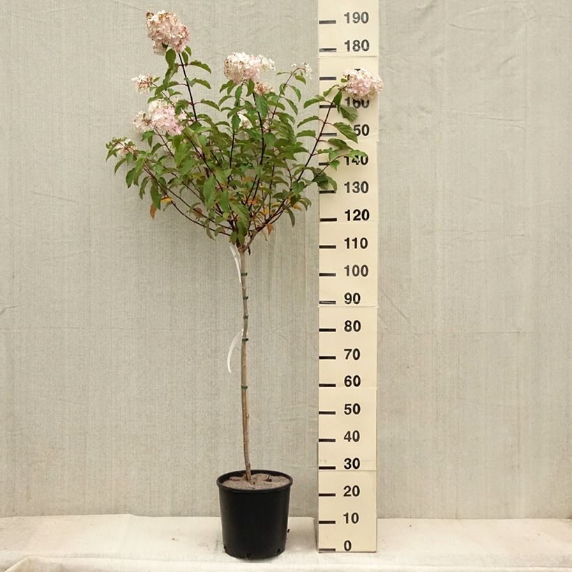 Esemplare di Hydrangea paniculata Vanille Fraise - Ortensia paniculata Vaso da 6L/7L come consegnato in autunno