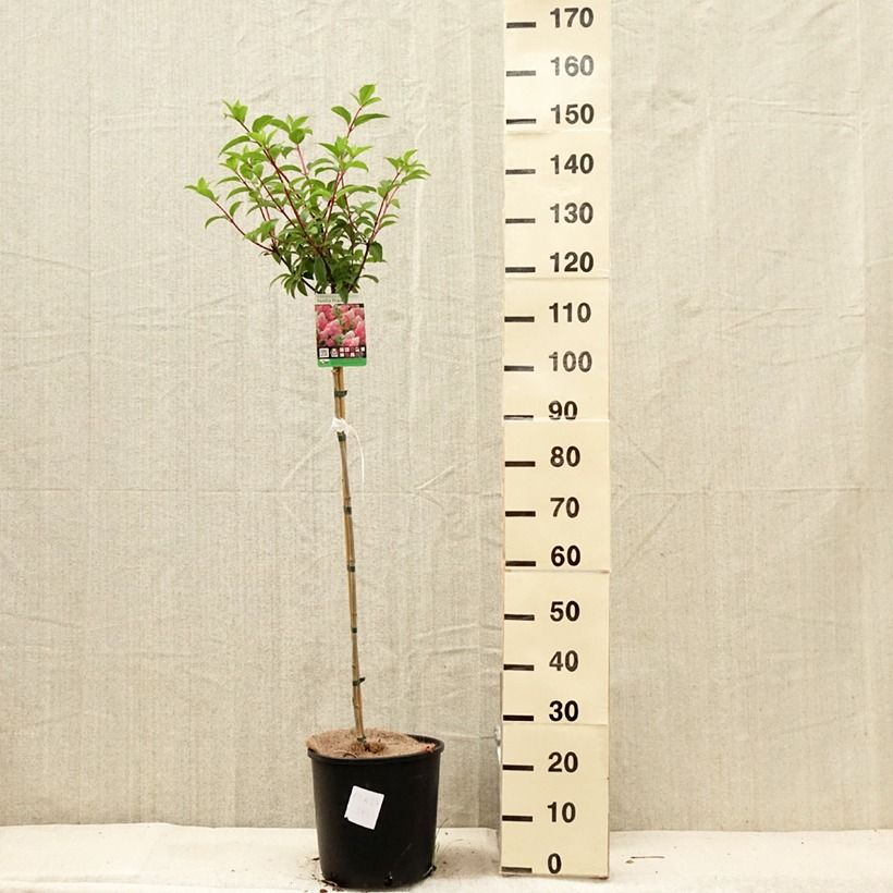 Esemplare di Hydrangea paniculata Vanille Fraise - Ortensia paniculata Vaso da 6L/7L, Vaso impalcato consegnato in estate