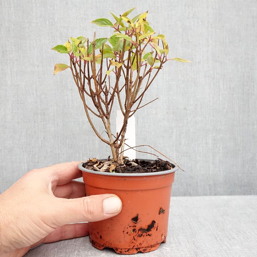 Esemplare di Hydrangea paniculata White Light - Ortensia paniculata Vaso da Ø 12 cm / 13 cm come consegnato in autunno