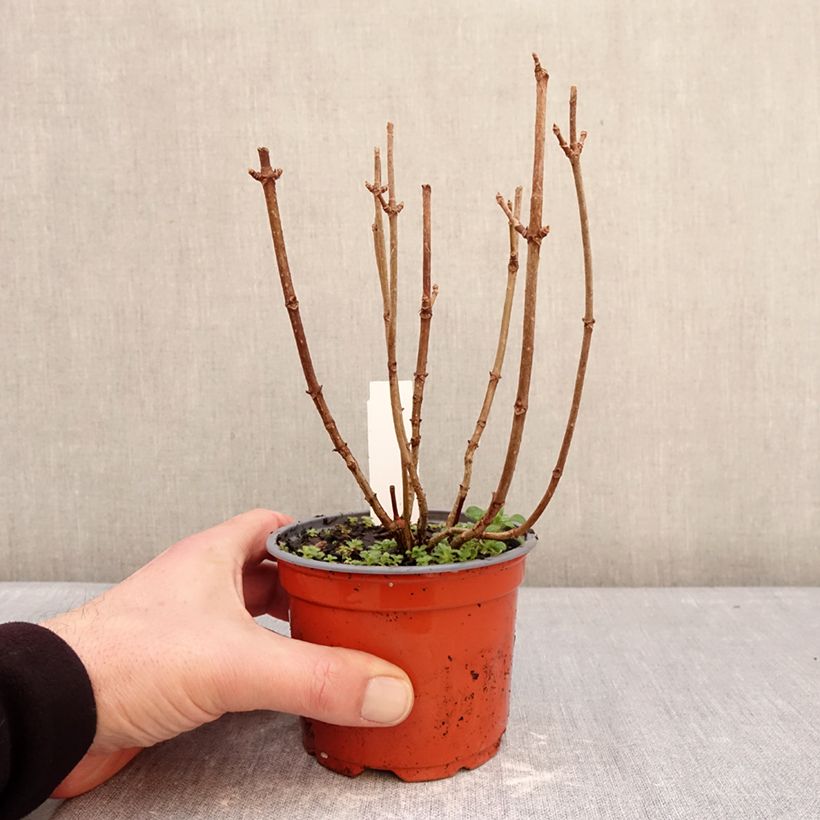 Hydrangea paniculata White Light - Ortensia paniculata Vaso da Ø 12 cm / 13 cm esemplare consegnato in inverno