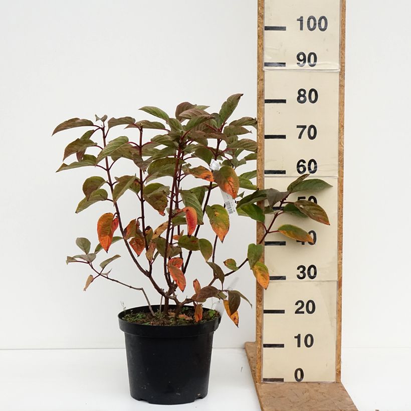 Esemplare di Hydrangea paniculata Wim's red - Ortensia paniculata Vaso da 7,5L/10L come consegnato in autunno