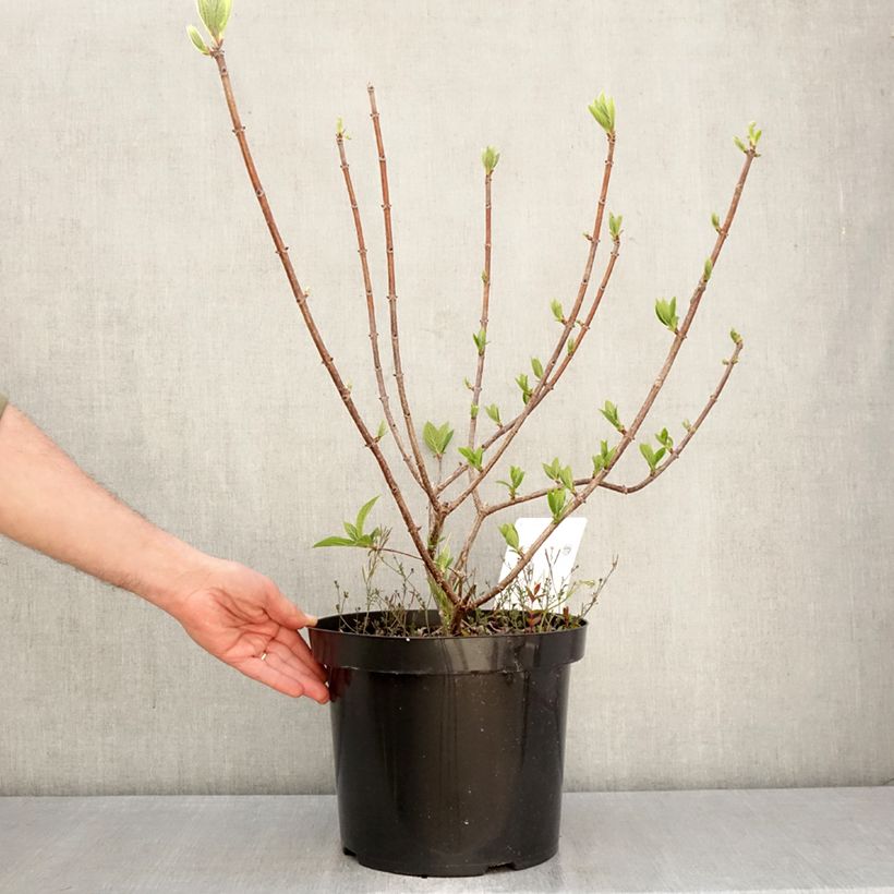 Hydrangea paniculata Wim's red - Ortensia paniculata Vaso da 7,5L/10L esemplare consegnato in primavera