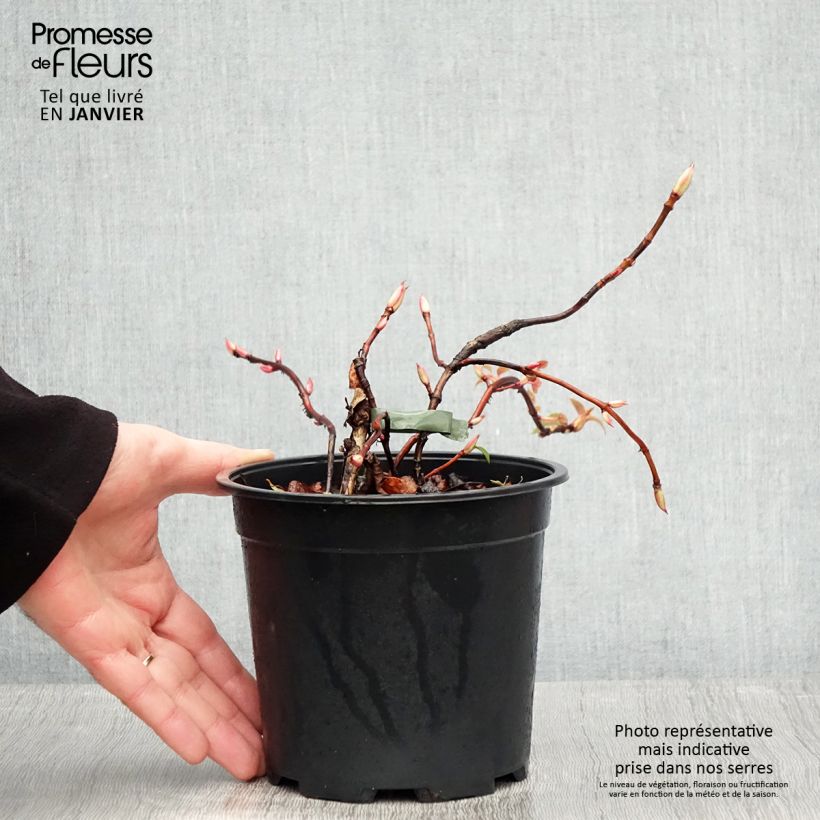 Hydrangea anomala subsp. petiolaris Flying Saucer - Ortensia rampicante Vaso da 2L/3L esemplare consegnato in inverno