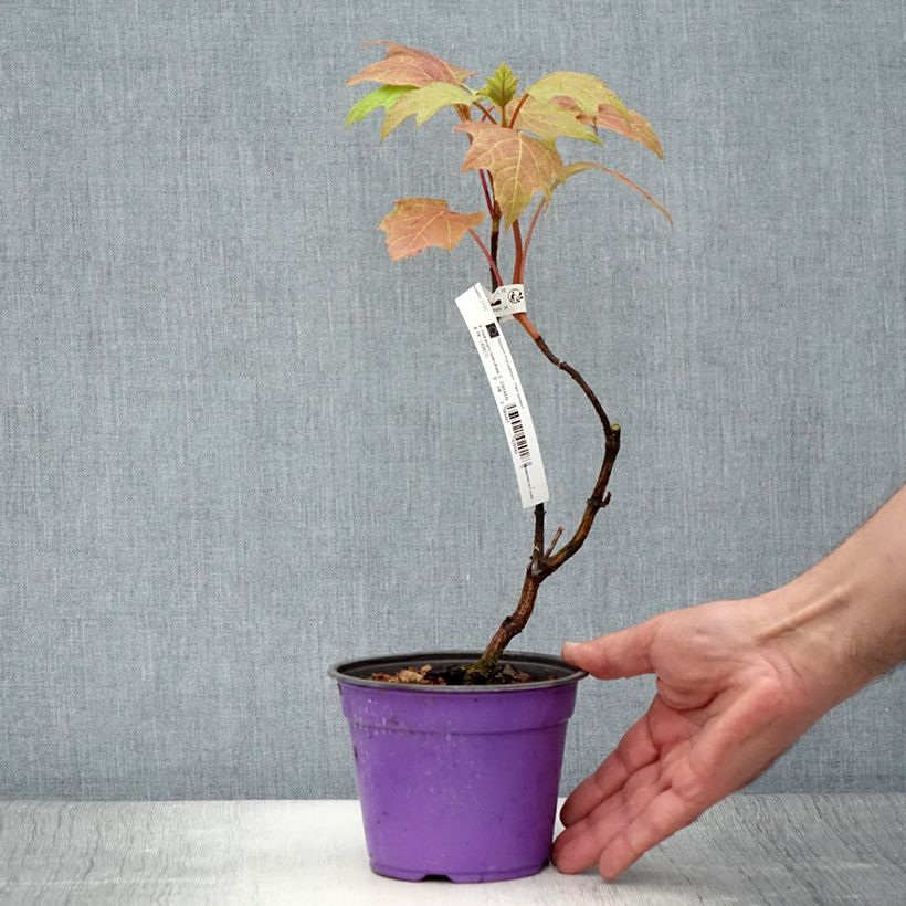 Esemplare di Hydrangea quercifolia Amethyst - Ortensia a foglie di quercia Vaso da 1,5L/2L consegnato in estate