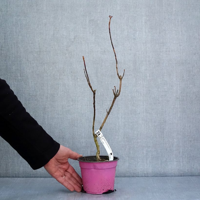 Hydrangea quercifolia Amethyst - Ortensia a foglie di quercia Vaso da 1,5L/2L esemplare consegnato in inverno