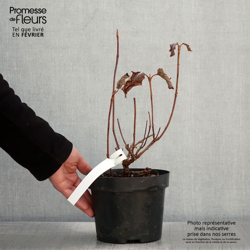 Hydrangea quercifolia Back Porch - Ortensia a foglie di quercia Vaso da 3L/4L esemplare consegnato in inverno