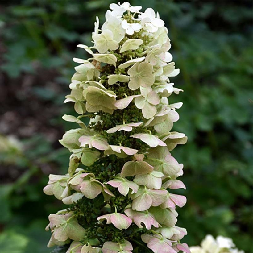 Hydrangea quercifolia Munchkin - Ortensia a foglie di quercia (Fioritura)