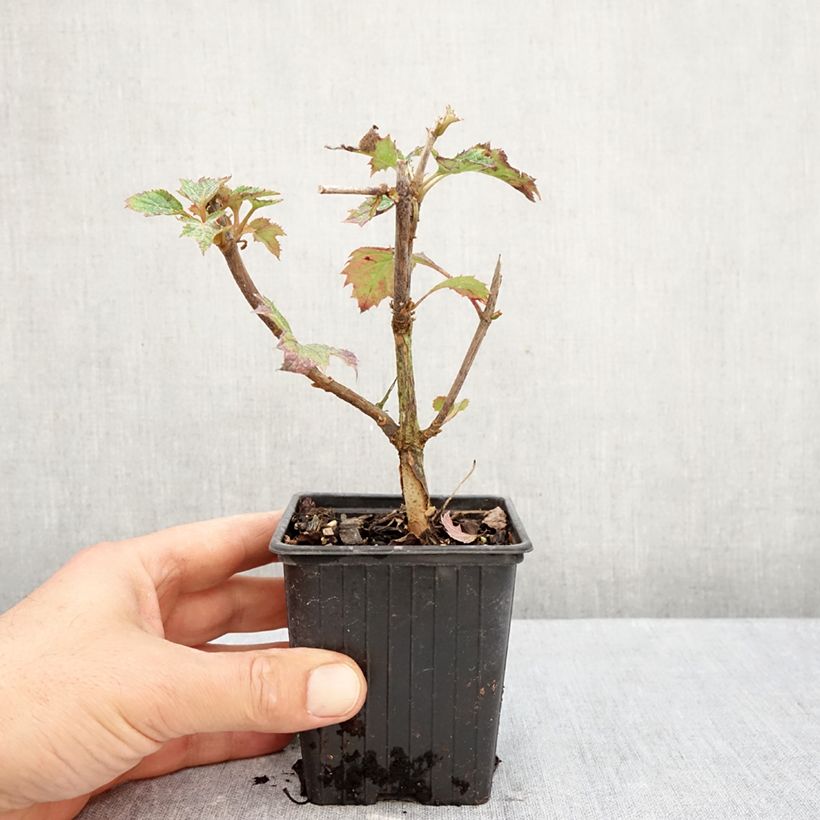 Esemplare di Hydrangea quercifolia Ruby Slippers - Ortensia a foglie di quercia Vasetto da 8/9 cm come consegnato in autunno