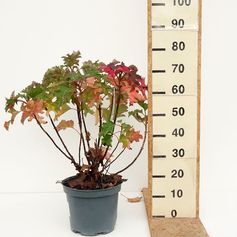 Esemplare di Hydrangea quercifolia Ruby Slippers - Ortensia a foglie di quercia Vaso da 7,5L/10L come consegnato in autunno