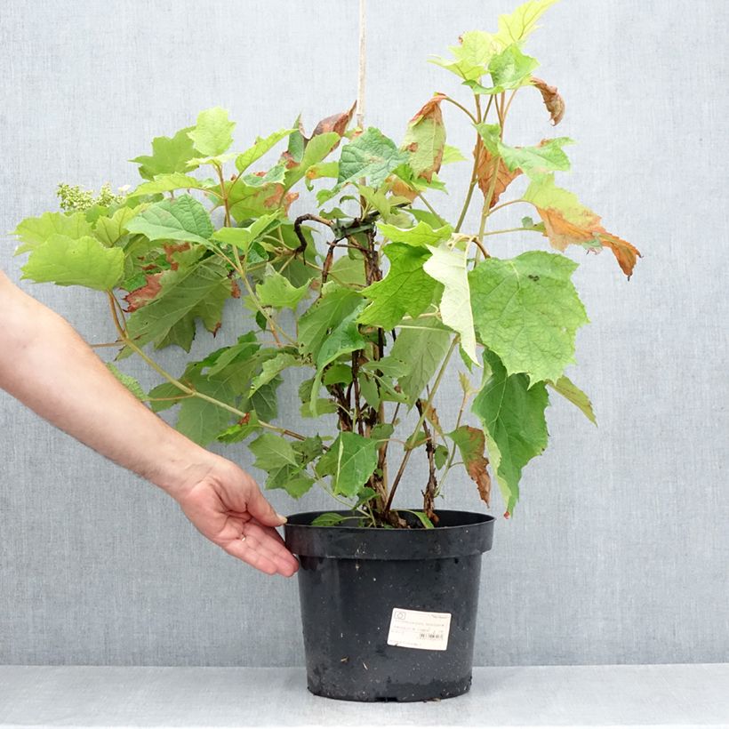 Esemplare di Hydrangea quercifolia Snow Queen - Ortensia a foglie di quercia Vaso da 4L/5L consegnato in estate