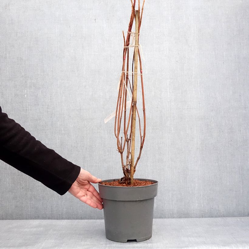 Hydrangea quercifolia Snowcicle - Ortensia a foglie di quercia Vaso da 4L/5L esemplare consegnato in inverno