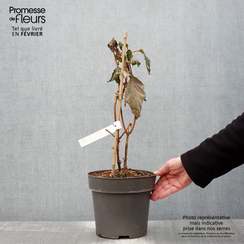 Hydrangea quercifolia Tara - Ortensia a foglie di quercia Vaso da 3L/4L esemplare consegnato in inverno