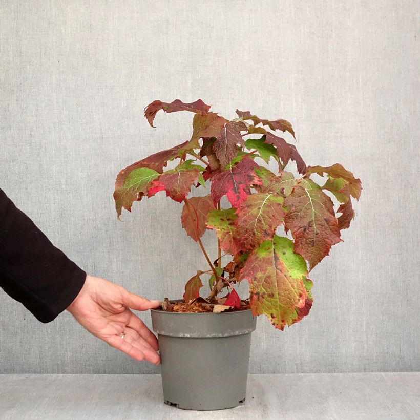 Esemplare di Hydrangea quercifolia Tara - Ortensia a foglie di quercia Vaso da 3L/4L come consegnato in autunno