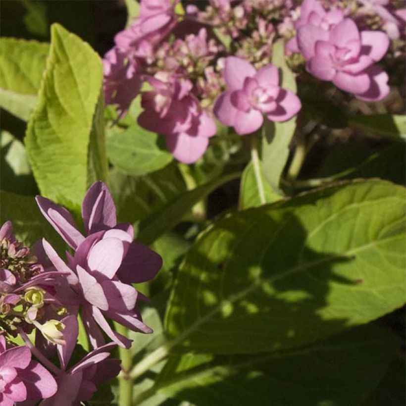 Hydrangea macrophylla You and Me Forever - Ortensia (Fogliame)