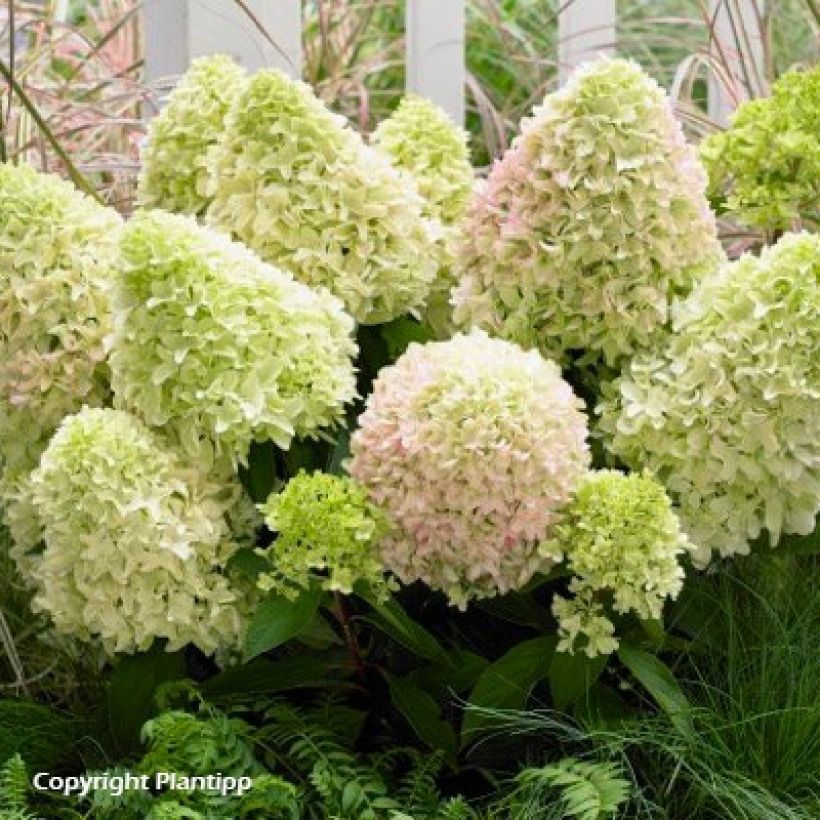 Hydrangea paniculata Little Fresco - Ortensia paniculata (Porto)