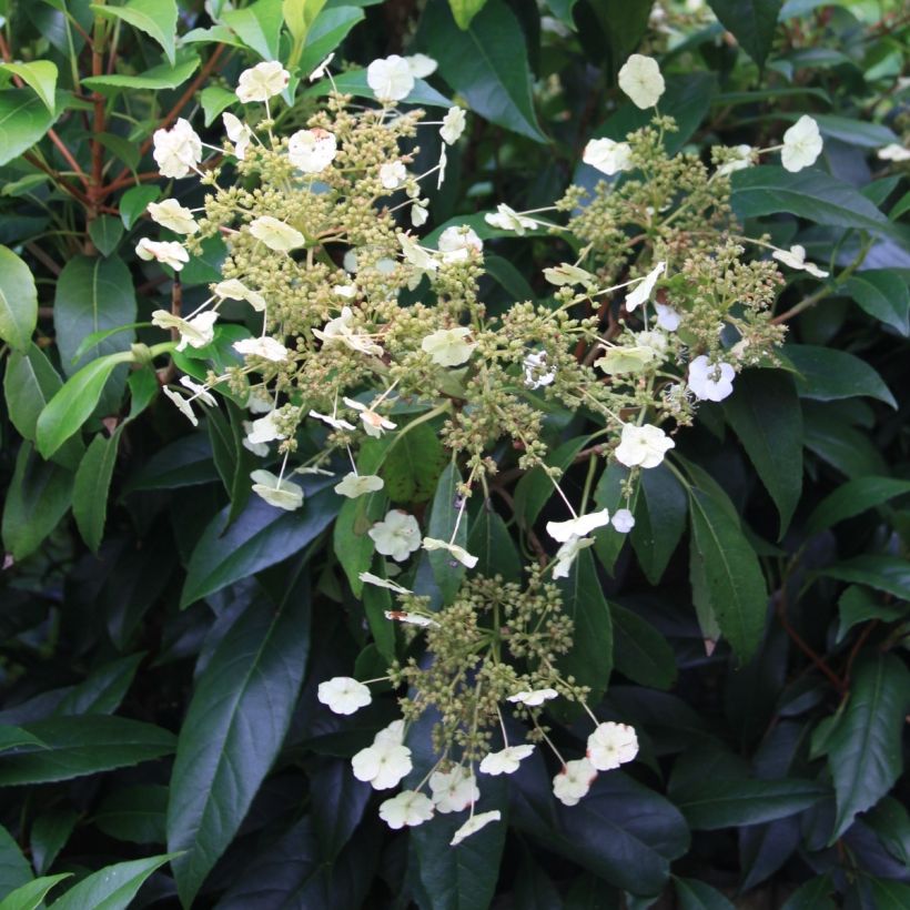 Hydrangea seemanii - Ortensia rampicante (Fioritura)