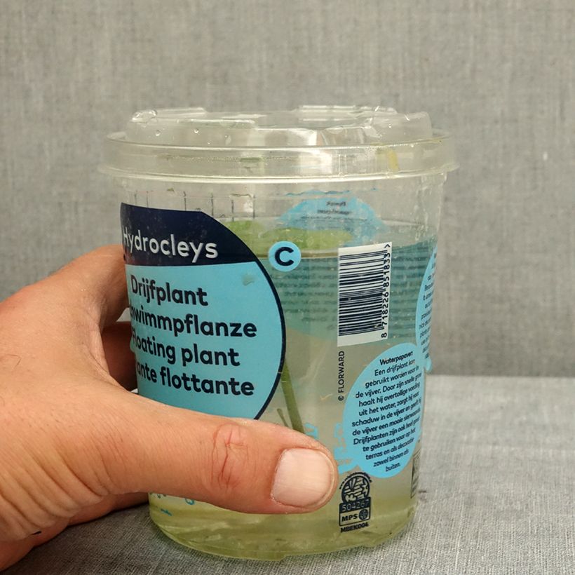Hydrocleys nymphoides - Papavero d'acqua Confezione esemplare consegnato in primavera