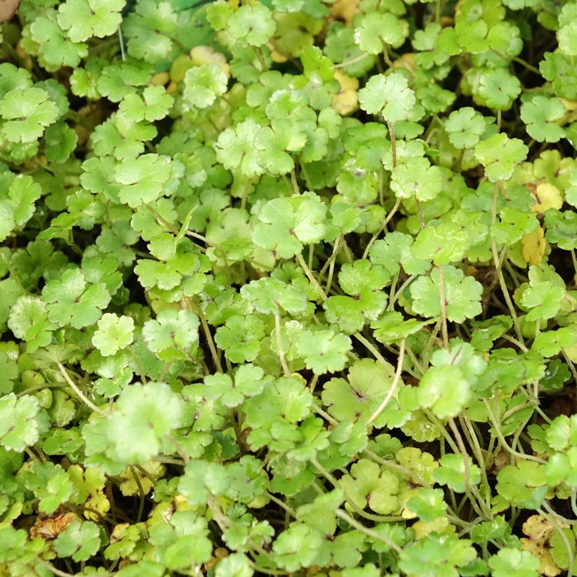 Hydrocotyle nova-zealandiae - Soldinella (Fogliame)